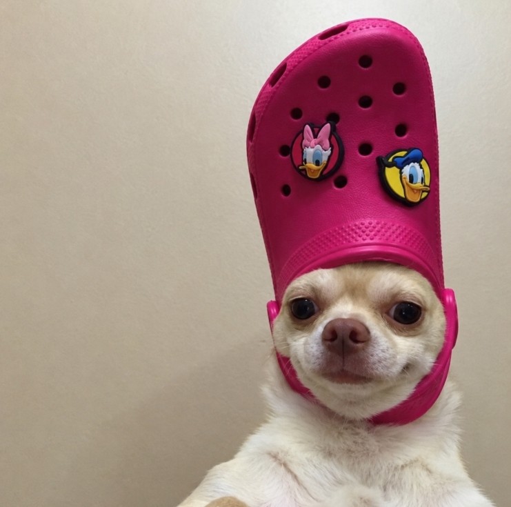 crocdog