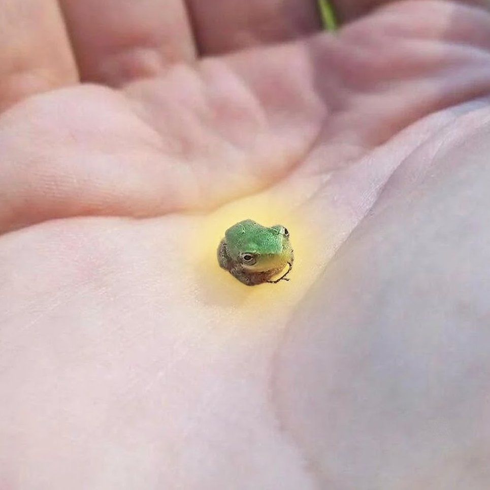 FROG