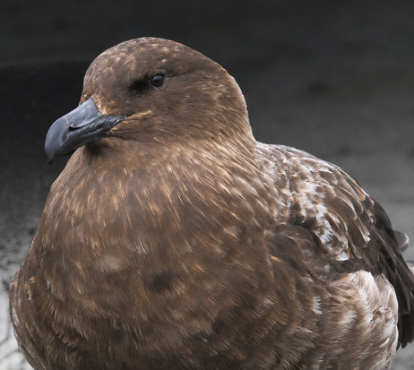 H5N1