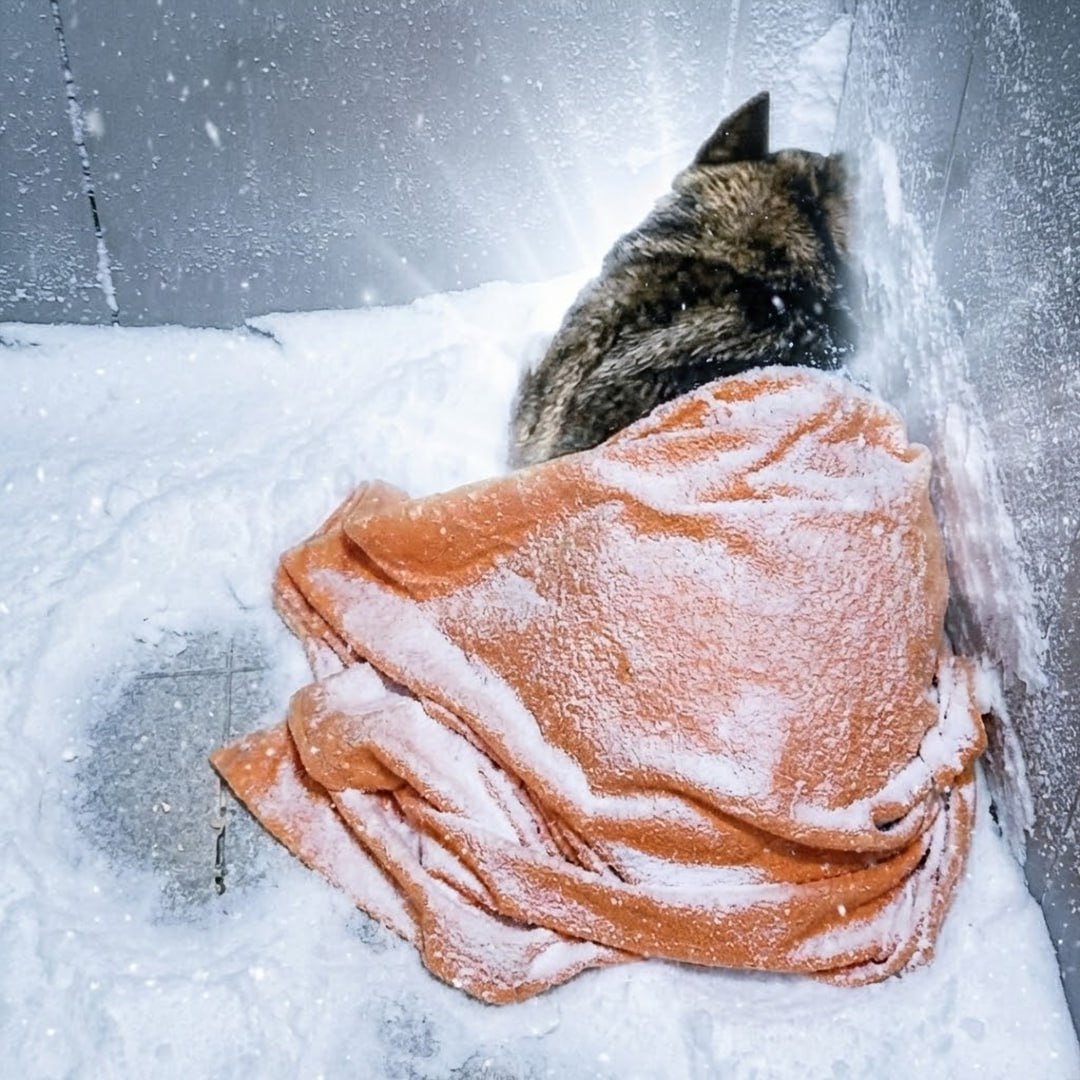 Stand With Dodobonya 