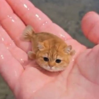 FIHCAT