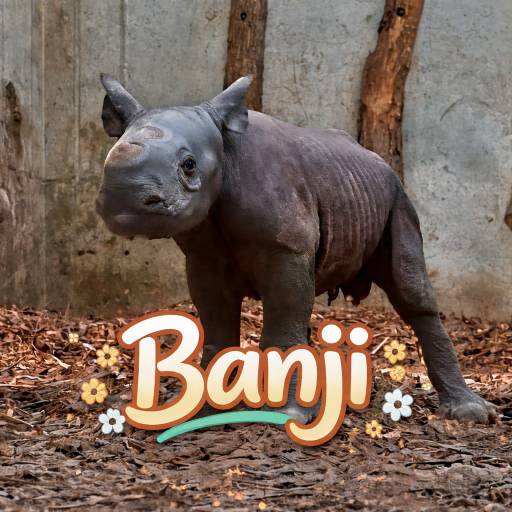BANJI
