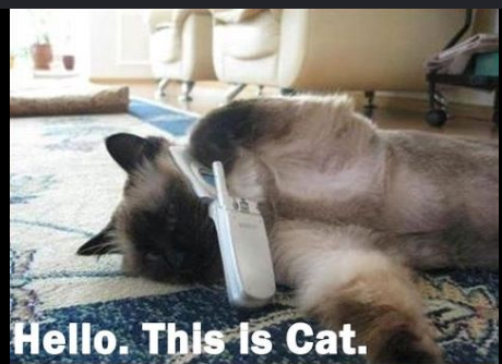 CALLCAT