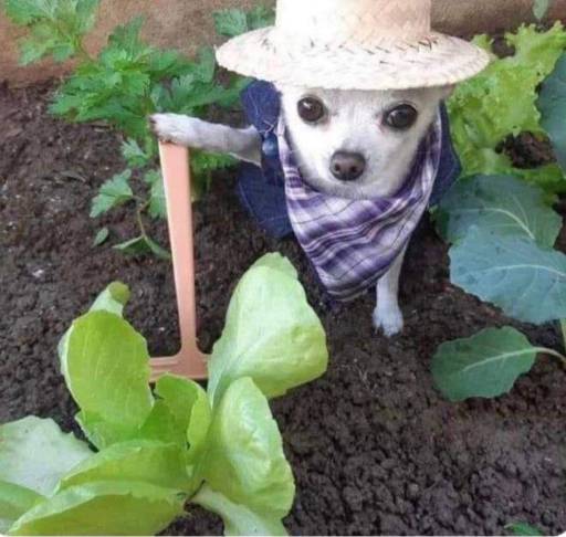 Farmdog