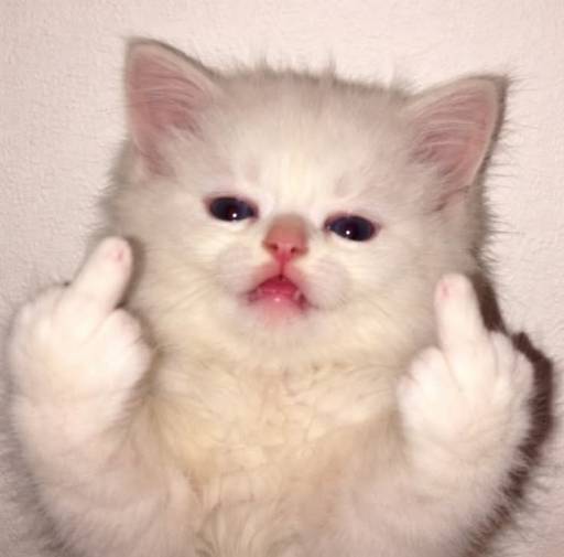 Holycat