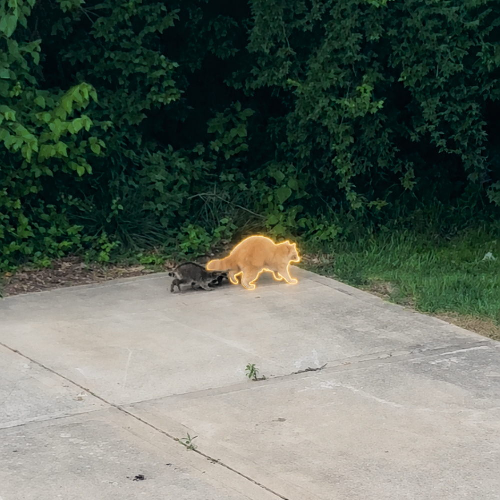 The Golden Raccoon