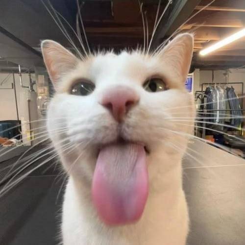SillyCat