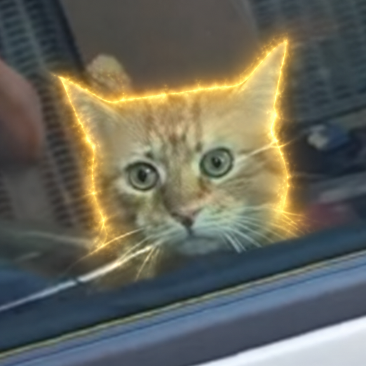 Katze