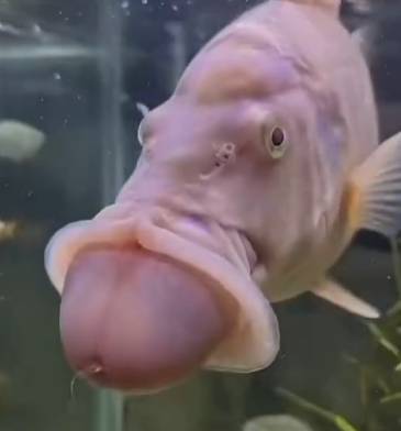 fih