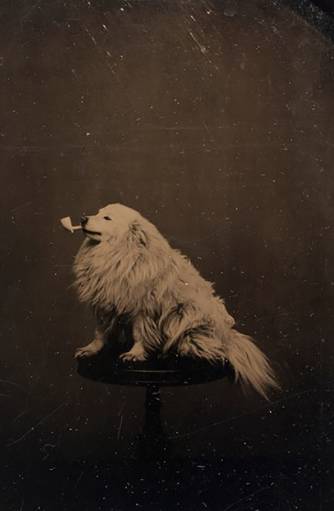 PIPEDOG
