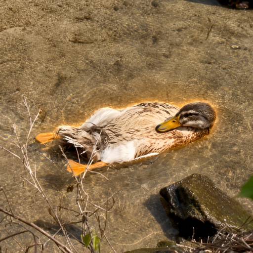 CHILLDUCK