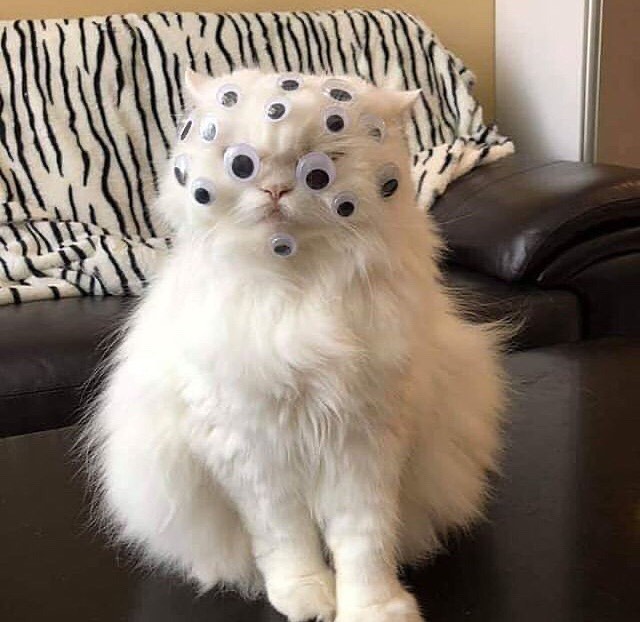 FOMOCAT