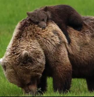 bear wif bear logo