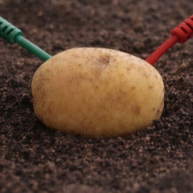 Intelligent Potato