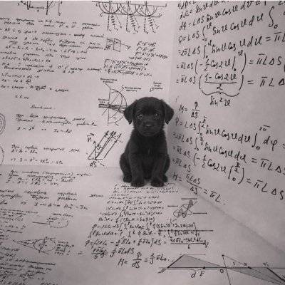 thesisdog