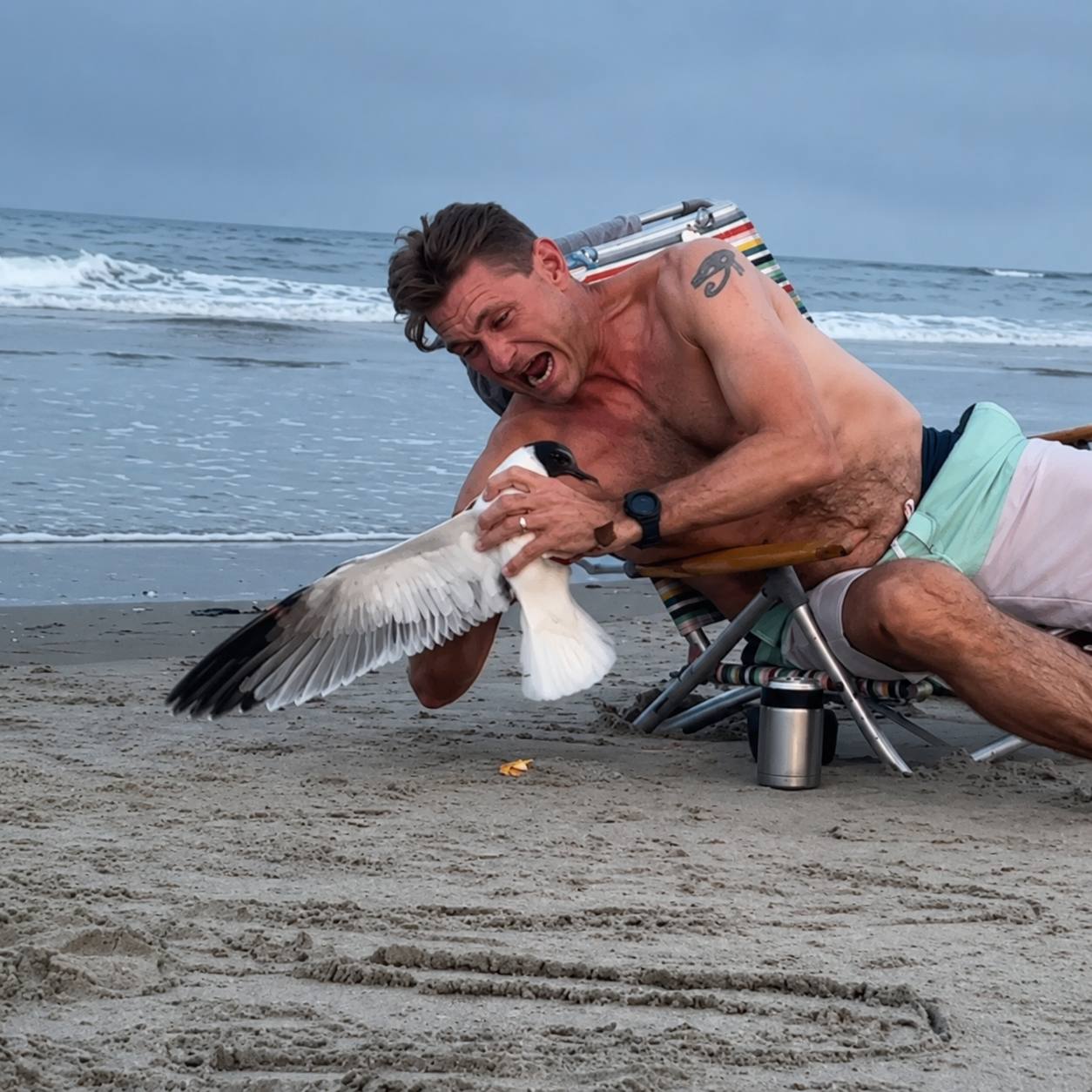 seagull