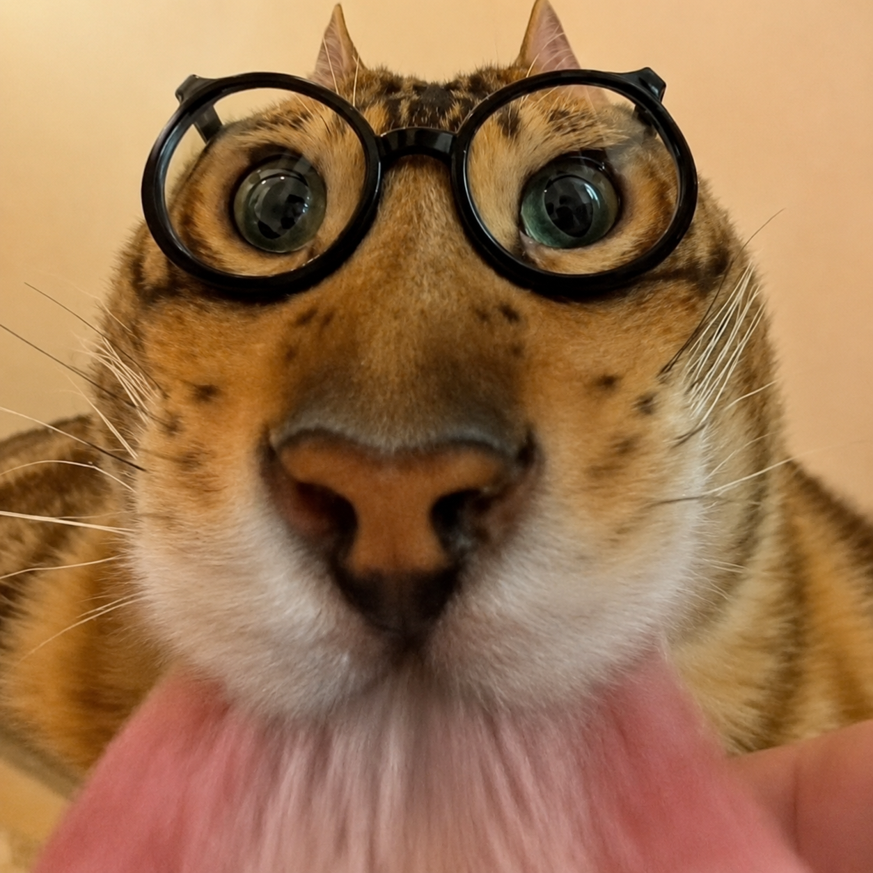 nerdcat logo