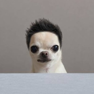 The Wig Dog logo