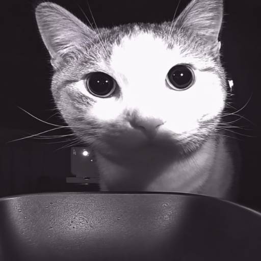 starecat