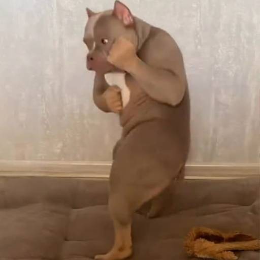 BoxDog
