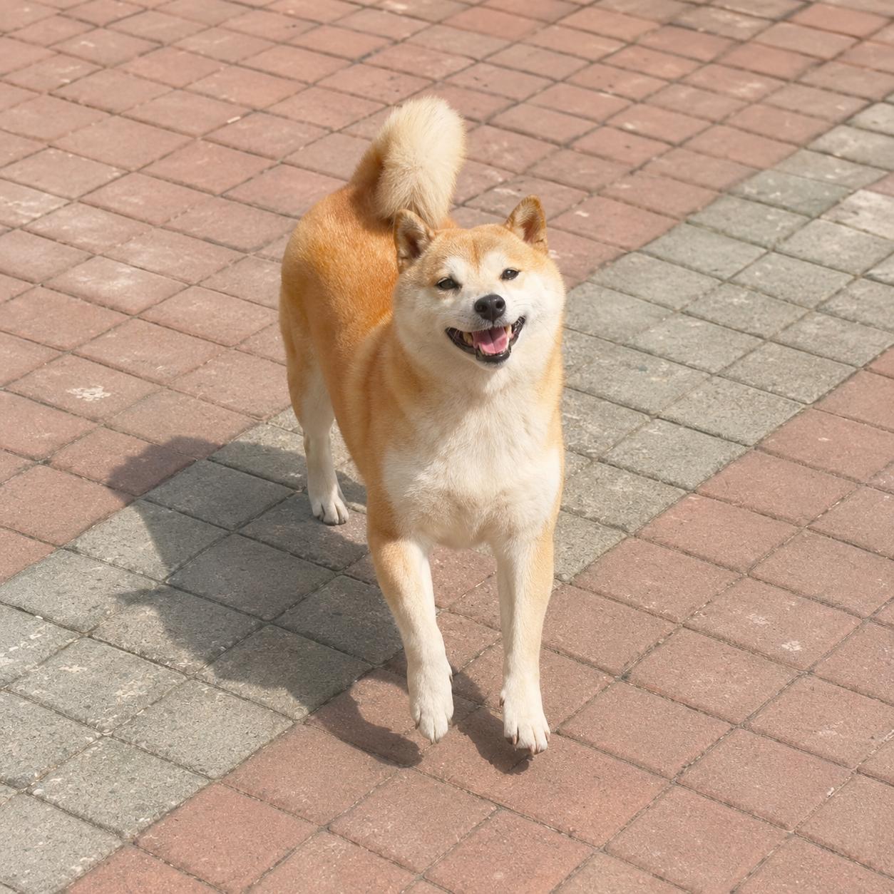 Happinu