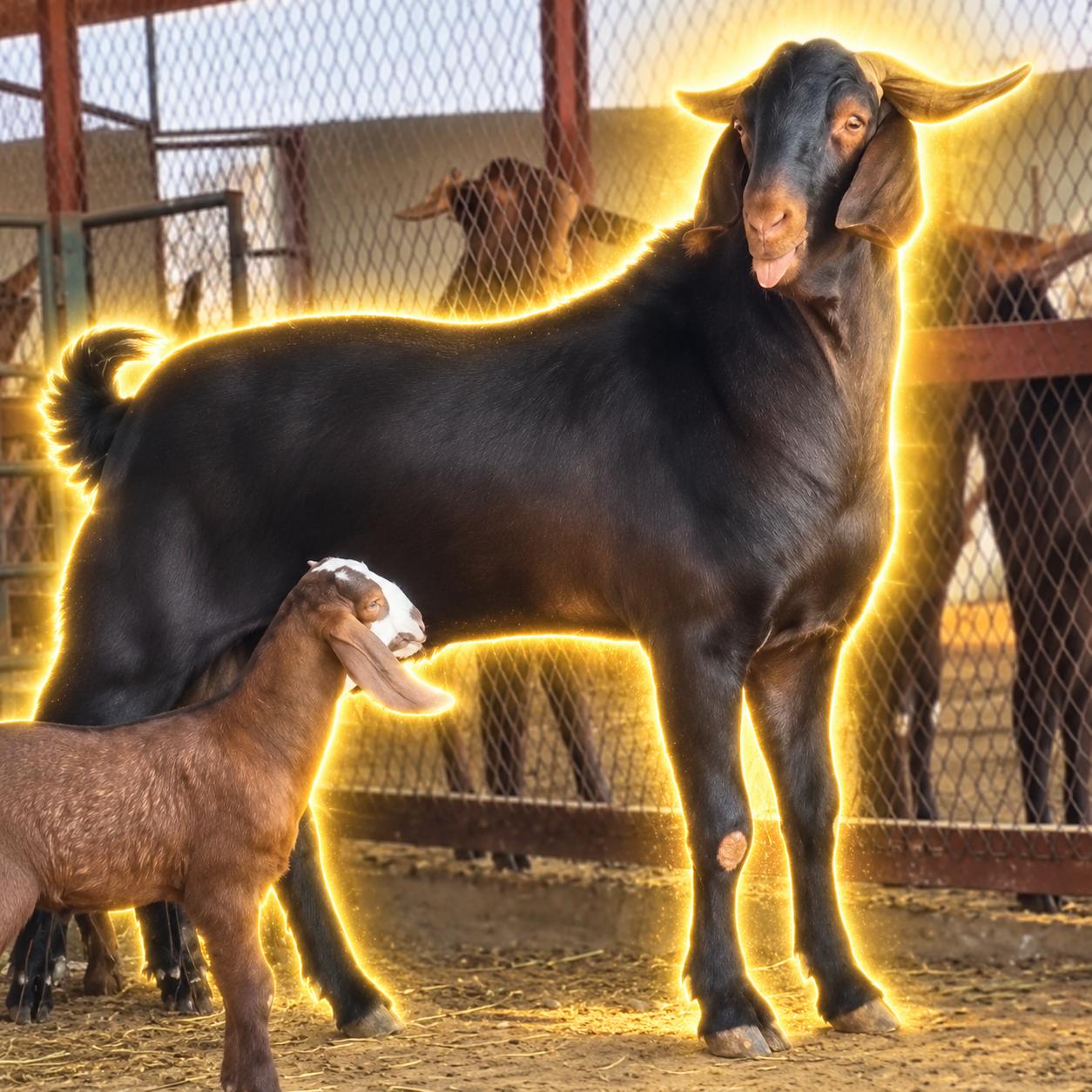GOAT