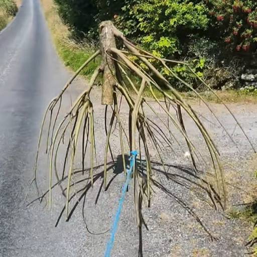 Triffid