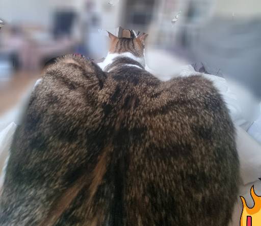 CATBUTT