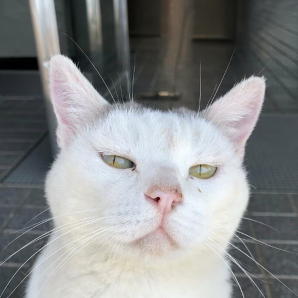Tama
