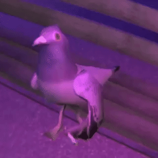 SP