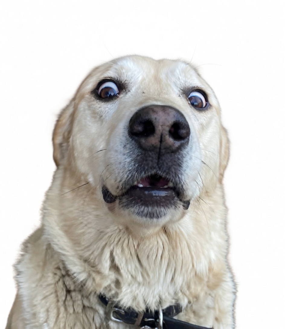 Scared Dog logo