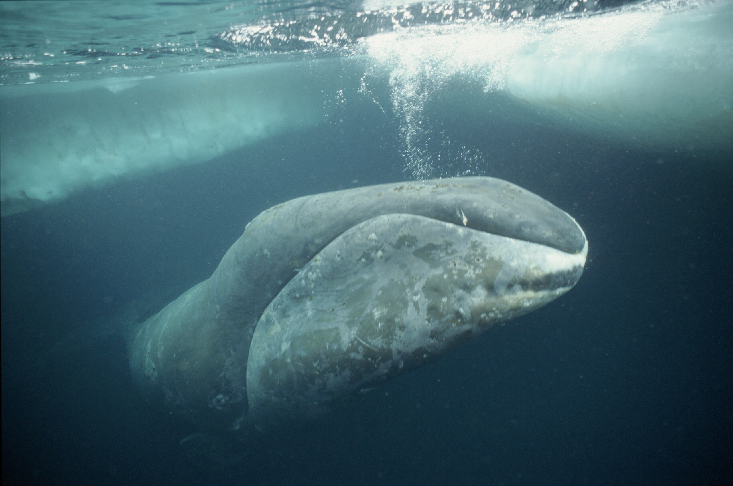 WHALE