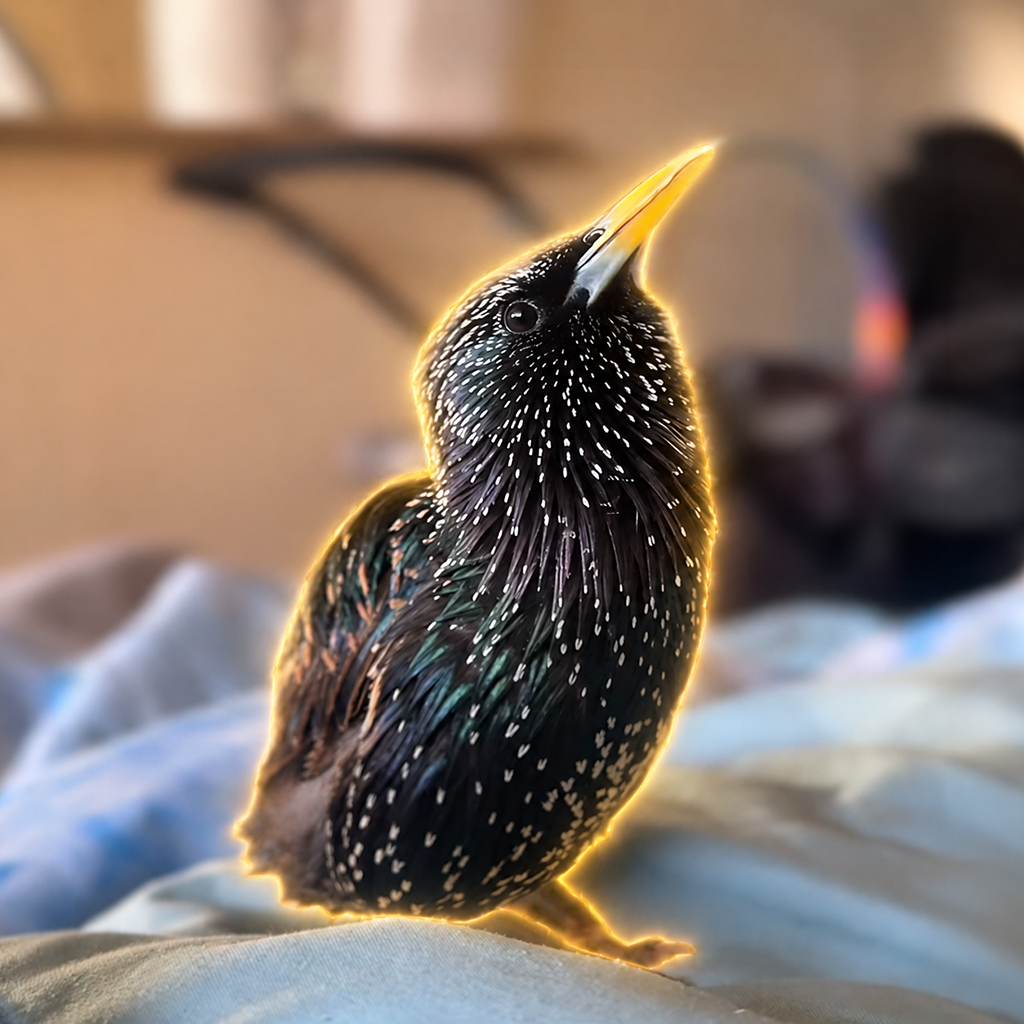 Poko