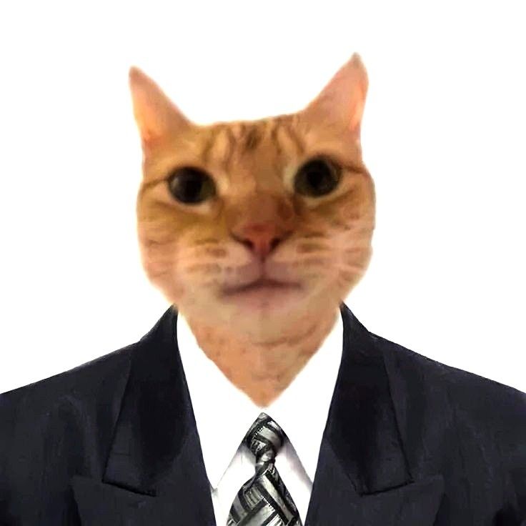 suitcat