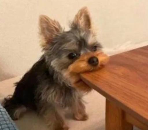 PacDog