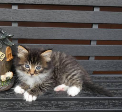 kitten