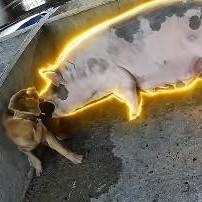 Pig