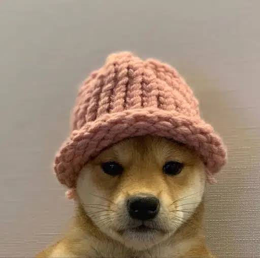 dog wif hat logo
