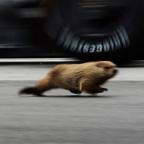 Gary the groundhog