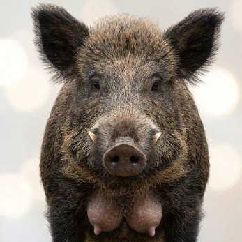 BOAR