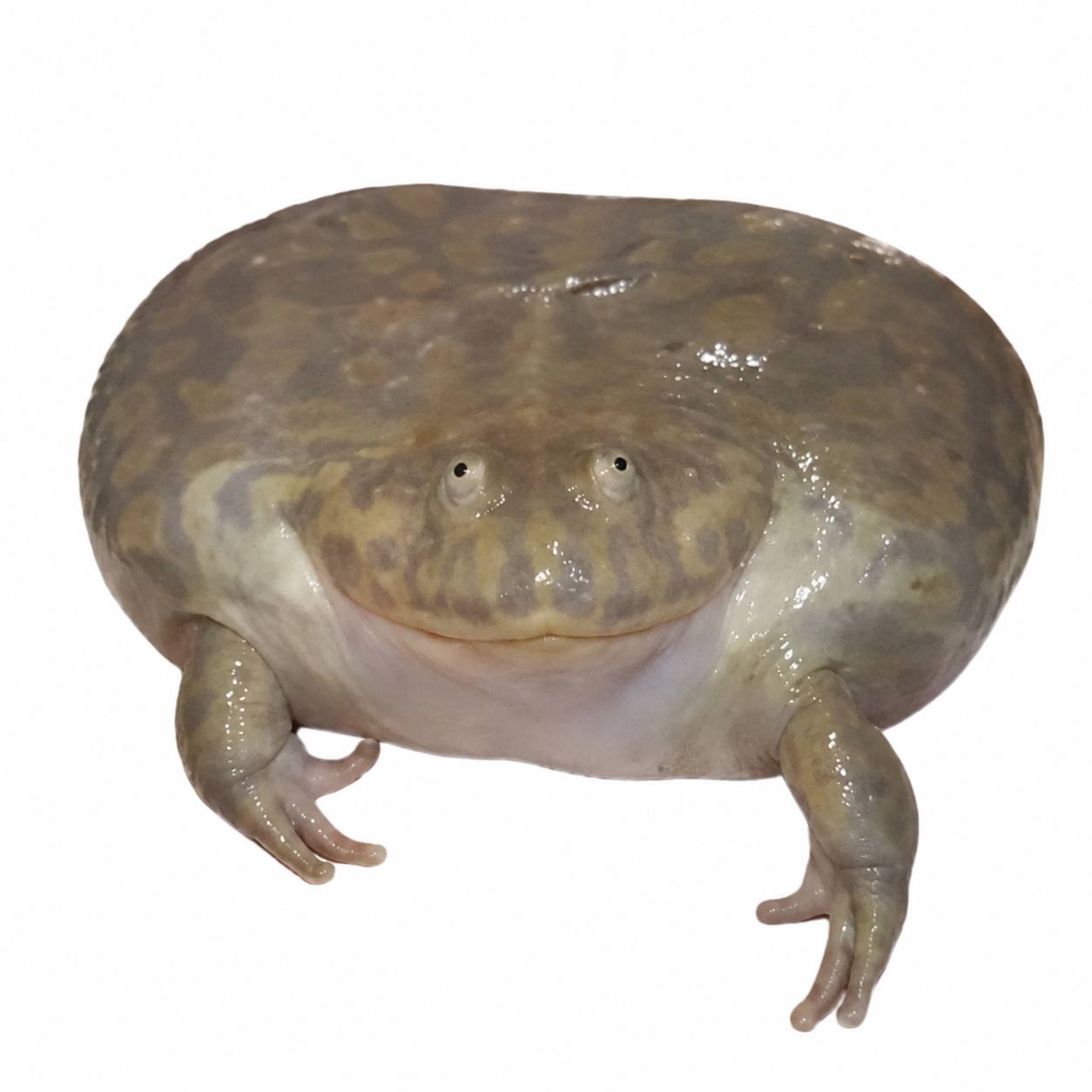 bojiboji
