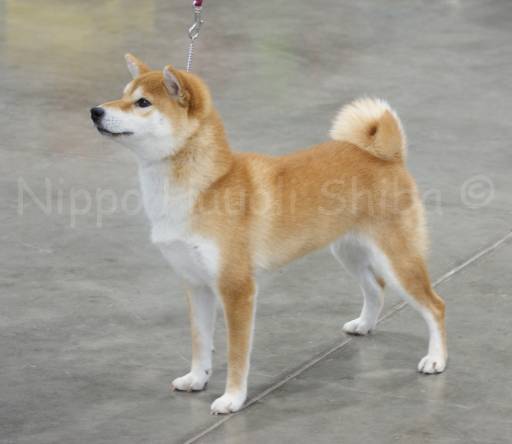 Elon The Shiba logo