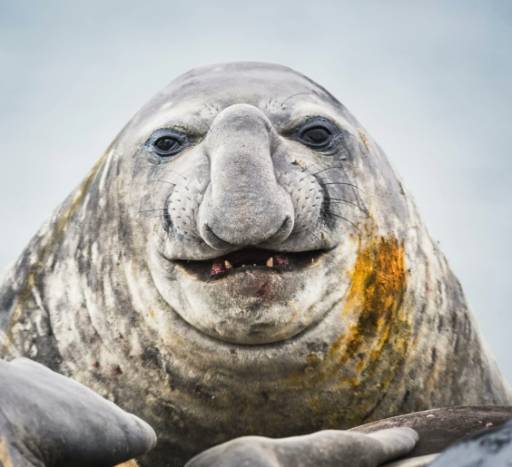 CHUDSEAL