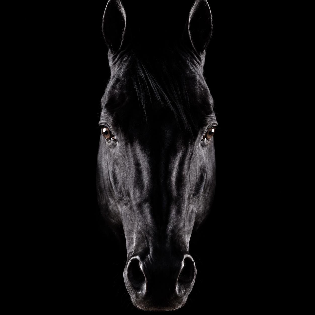 Darkhorse