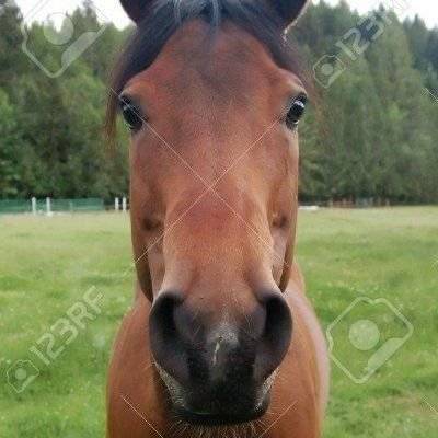 horsetwting