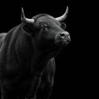 Bull