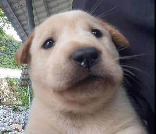 Bo