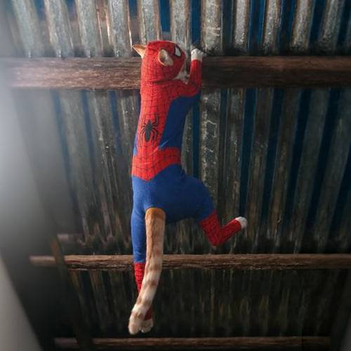 SpiderCat