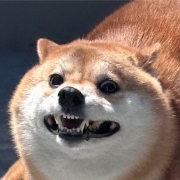 Chonk