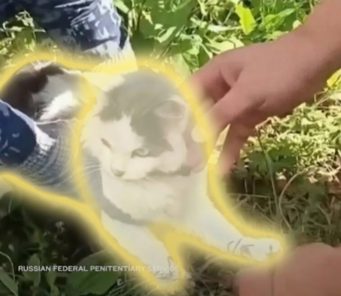 Pawblo